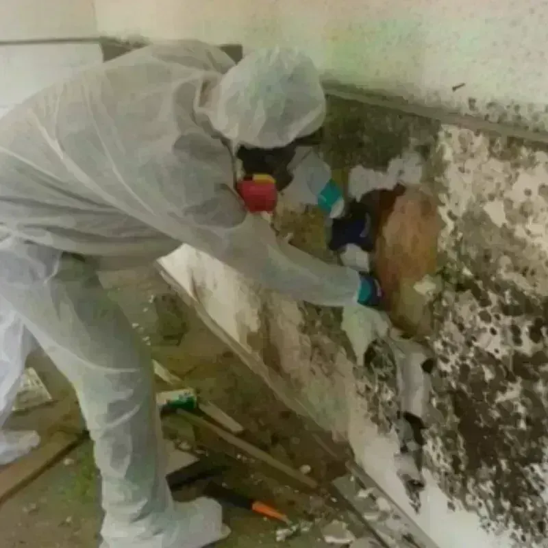 Mold Remediation and Removal in Cleveland, MS